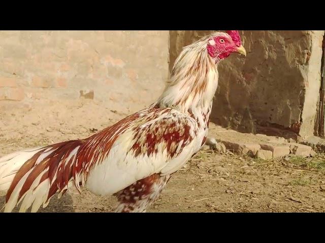 Best Rooster Cock Video | Discover With Noman