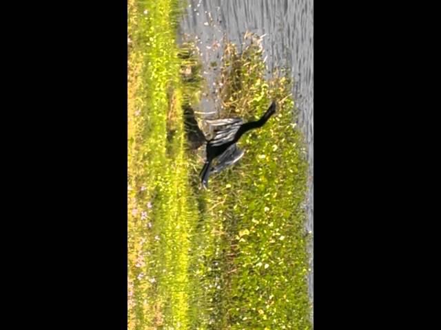 Cormorant/Anhinga