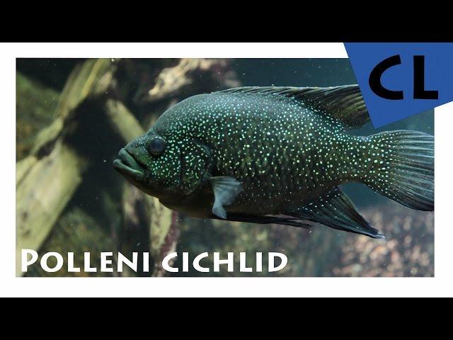 [HD] Polleni Cichlid / Marakeli-Buntbarsch - Paratilapia Polleni