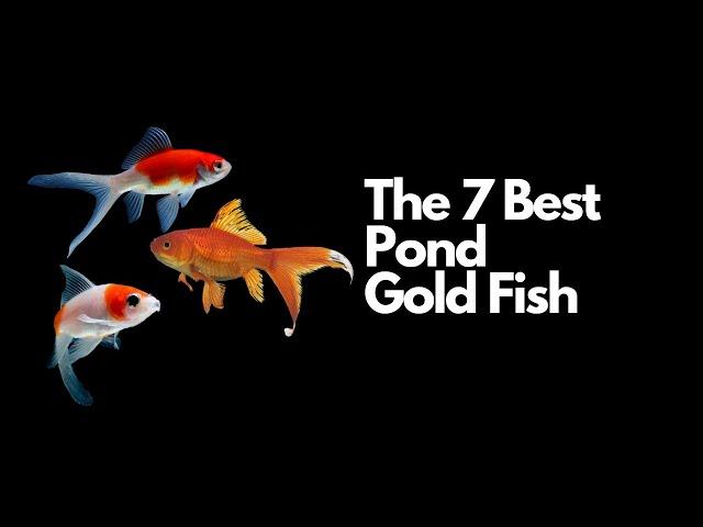 The 7 Best Pond Goldfish 