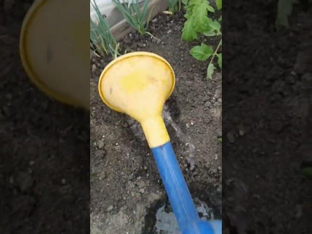 Высадка рассады томатов в открытый грунт. Что кладу в лунку. #томаты