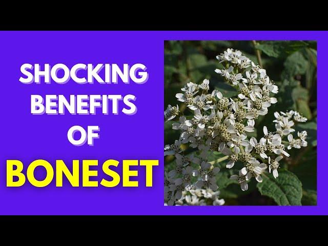 THE ULTIMATE IMMUNITY BOOSTER! 10 Amazing Health Benefits of Boneset