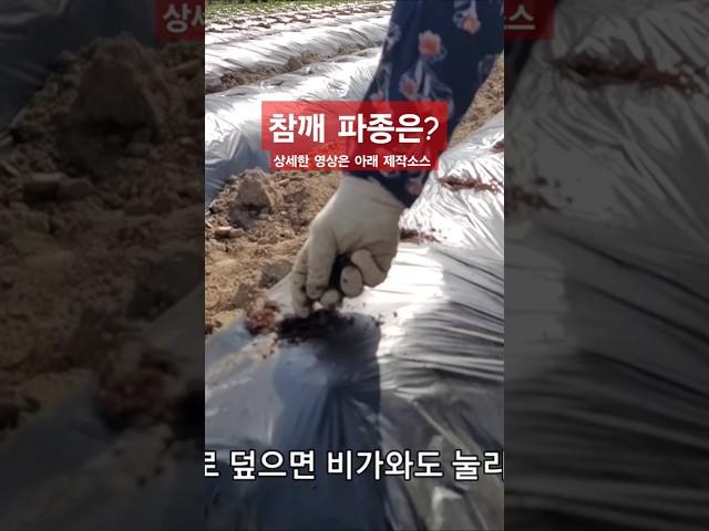 참깨농사 가지참깨 직파재배 농튜브 꿀항아리농장 #shorts