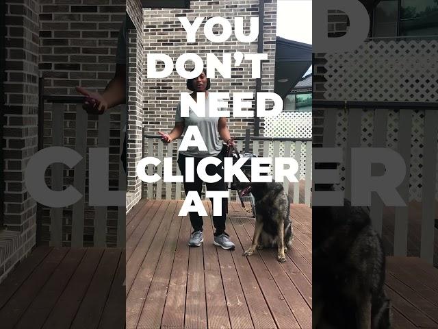 4 Easy Tips for Clicker Training Your Dog #Shorts