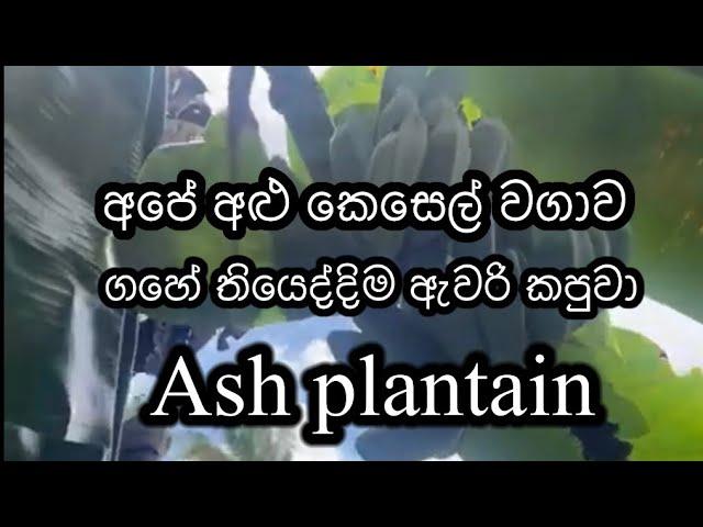 අපේ ගෙවත්තේ  අළු කෙසෙල් ඵලදාව // ගහේ තියෙද්දිම  ඇවරි කැපුවා Ash plantain