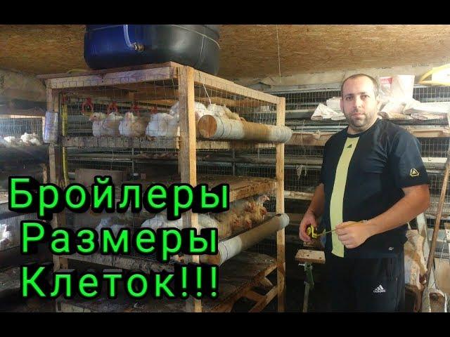 Бройлеры Размеры Клеток Как Самому Сделать Клетку для Бройлеров