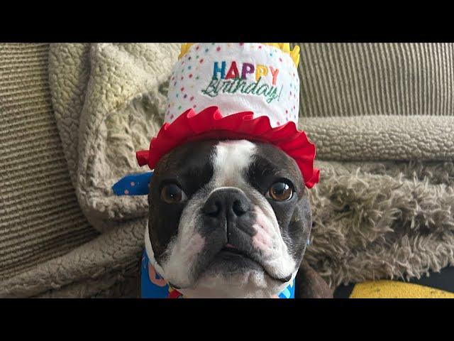 Calvin The Boston Terrierist! is live! BIRTHDAY LIVESTREAM 