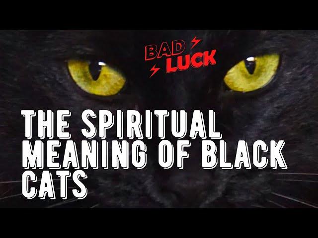 Spiritual Meaning Of A Black Cat. What Happens If A Black Cat Crosses Your Path Video?