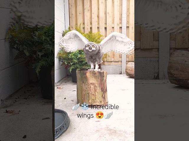 🪽🪽Almost flying time Snowy Owl #shorts #owl #birds #pets #fly #snow #love #cute