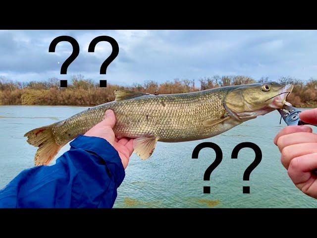 Sacramento River Fishing (Should I Eat This??)