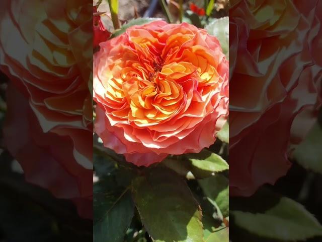 EDROSES/Троянда  Кенсінгтон Гарден (Kensington Gardens), Нідерланди, 2017. (Florists Rose).