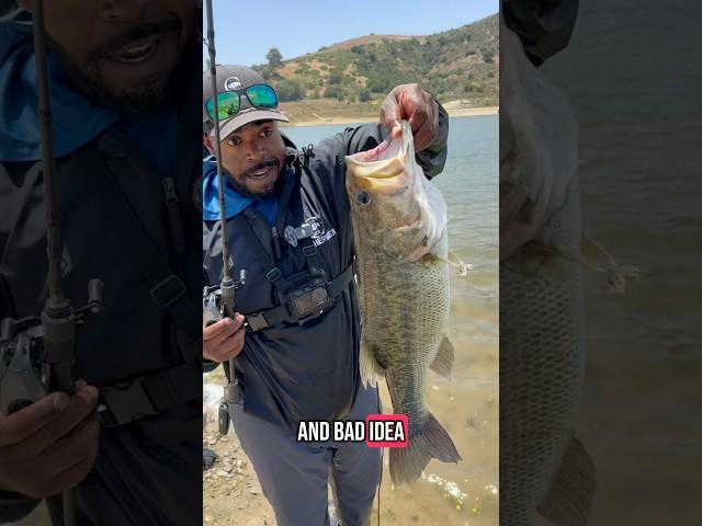 SoCal Bass Fishing  #kastkingkestrel #kestrelfinesse #kestrelbfs #kestrelultralight #shorts #fishing