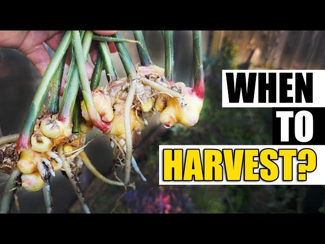 When To Harvest Your Ginger Garden Quickie Episode 174