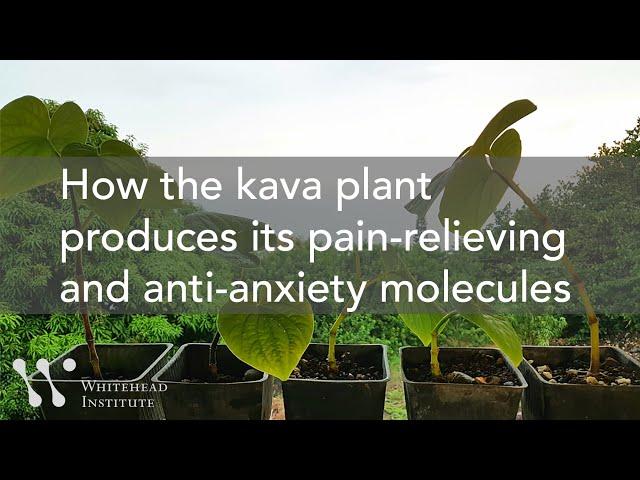 How the Kava Plant Produces Its Pain-Relieving and Anti-Anxiety Molecules