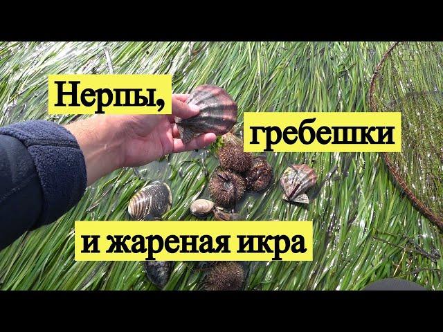 Нерпы, гребешки и жареная икра / Seals, scallops & fried fish eggs