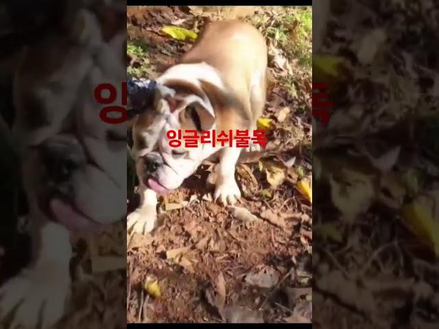 잉글리쉬불독  낭떠러지 주변 칸이 #강아지