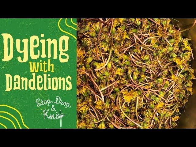 Stop, Drop and Knit Tutorial: Naturally Dye Yarn with Dandelions