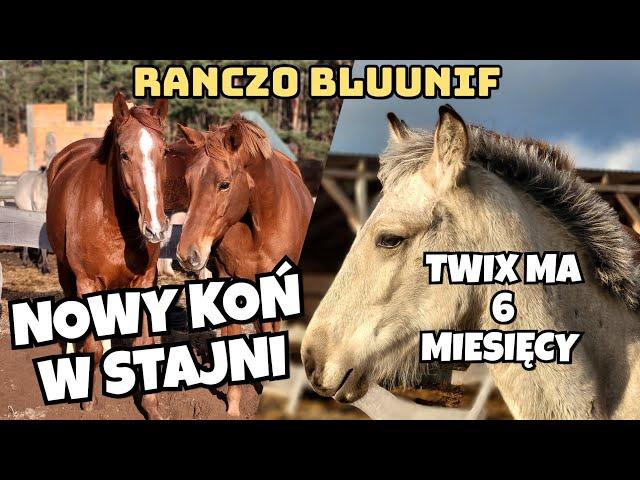 NOWY KOŃ W STAJNI / ŁĄCZENIE Z DAKOTĄ / TWIX MA 6 MIESIĘCY