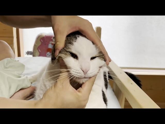 My cat wants my son to pet her on the bed.