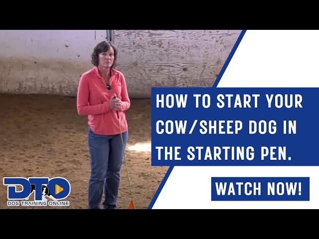 How To Start Your Cow/Sheep Dog In The Starting Pen.