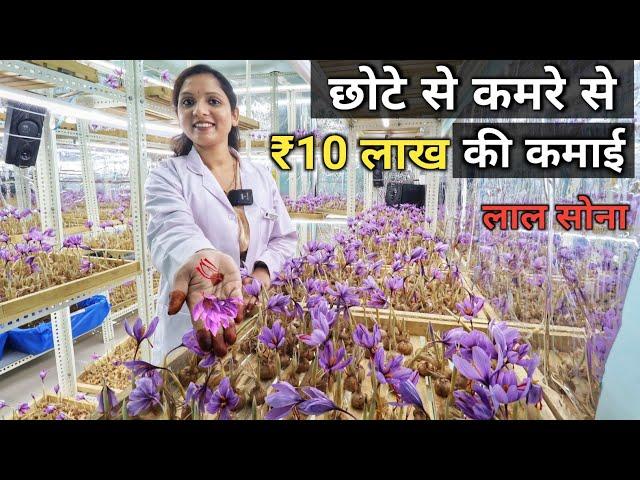 घर बैठे केसर उगाकर अच्छा प्रॉफिट कमाती डॉक्टर साहिबा | How to grow saffron at home | Kesar Farming