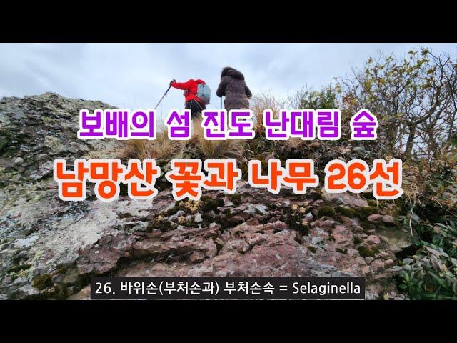 섬 여행 - 12월 진도 난대 상록수림 남망산 꽃과 나무 26선