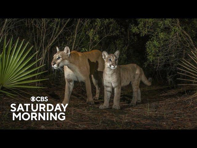 Florida panther on the brink of extinction makes a comeback