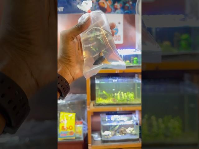 Betta fish  diwali offer #betta #bettafish #fish #fishtanks #aquarium #aquariumfish #bowl