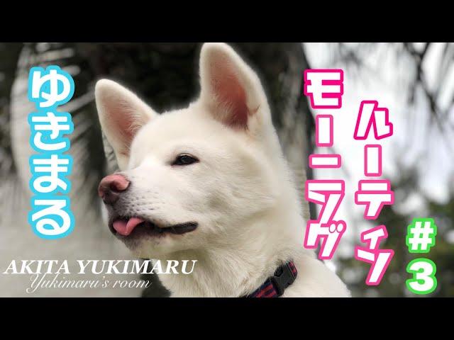 秋田犬ゆきまるのモーニングルーティン#3 【秋田犬】【Akita Puppy】