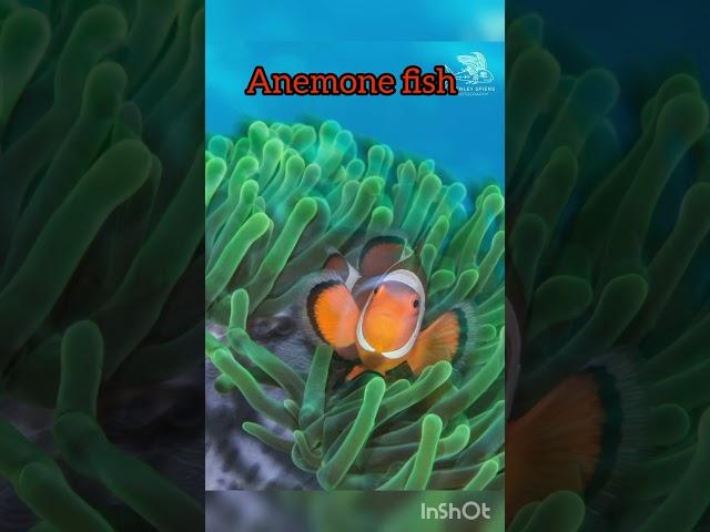 Anemone fish 