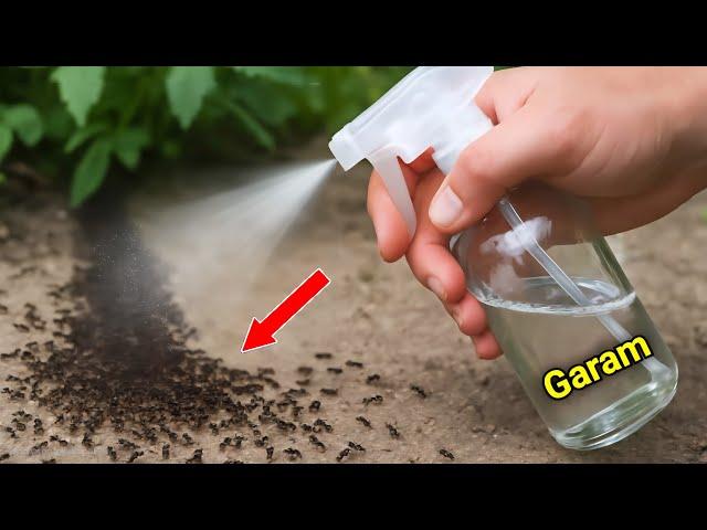 FREE KNOWLEDGE‼️Practical Ways to Eradicate Ants