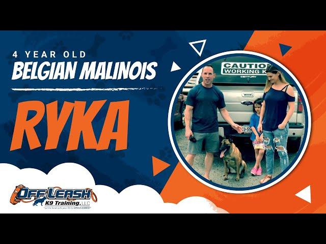 4 Year Old Belgian Malinois Ryka!|Best Dog Trainers VA|14 Day Transformation