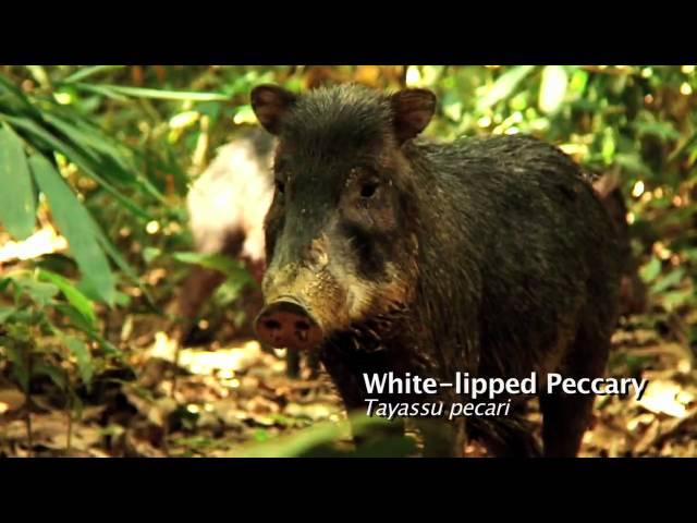 MAMMALS OF TAMBOPATA