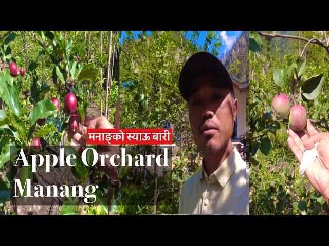 Backyard Apple Orchard Tour || Danakyu Village, Manang