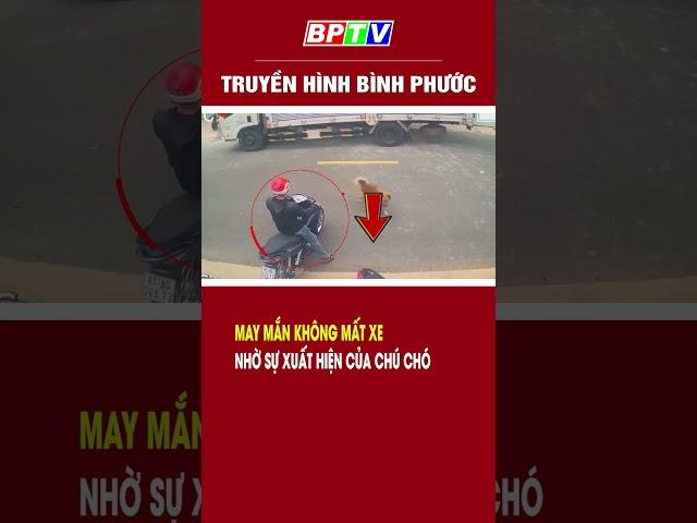 May mắn không mất xe nhờ sự xuất hiện của chú chó #shorts  | BPTV