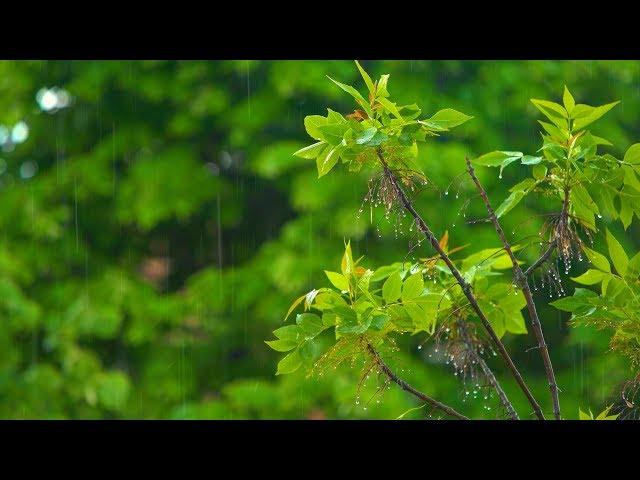 10 Hours Relaxing Sleep Music + Rain Sounds  Stress Relief Music, Calming Music