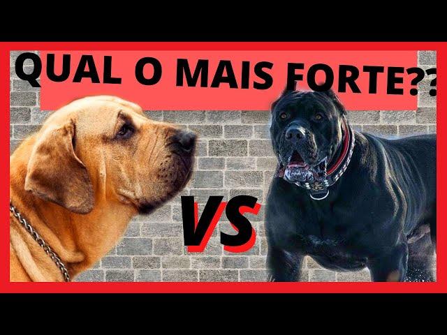 FILA BRASILEIRO VS CANE CORSO