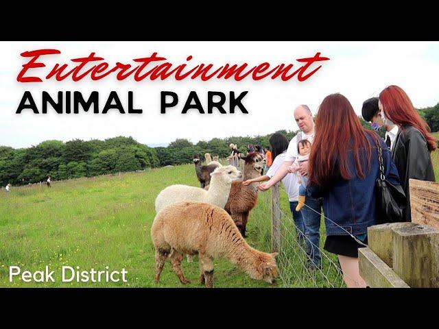 Mayfield Alpacas Animal Park |  Sheffield | Visit England | 2021