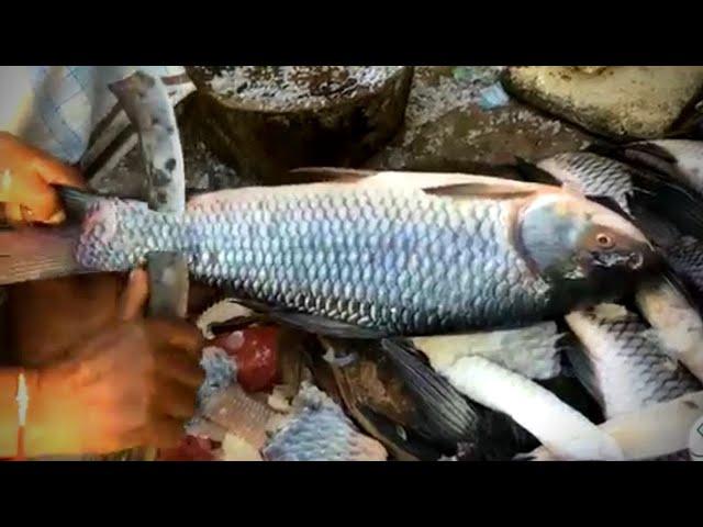 How to Remove Fish Scales  Expert Rui Fish Scales Removing In Bangladesh Fish Market
