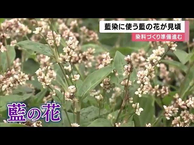 ジャパンブルーで人気の藍染めに使う藍の花が見頃　淡いピンク色の小さなつぼみ　 (2024/11/09 12:10)