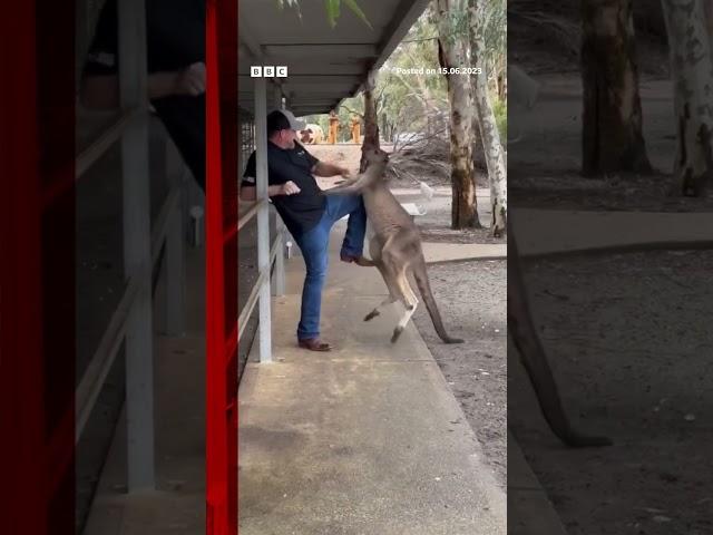 Tourist fights off feisty kangaroo in Australia. #Shorts #Australia #Kangaroo #AnimalPark #BBCNews