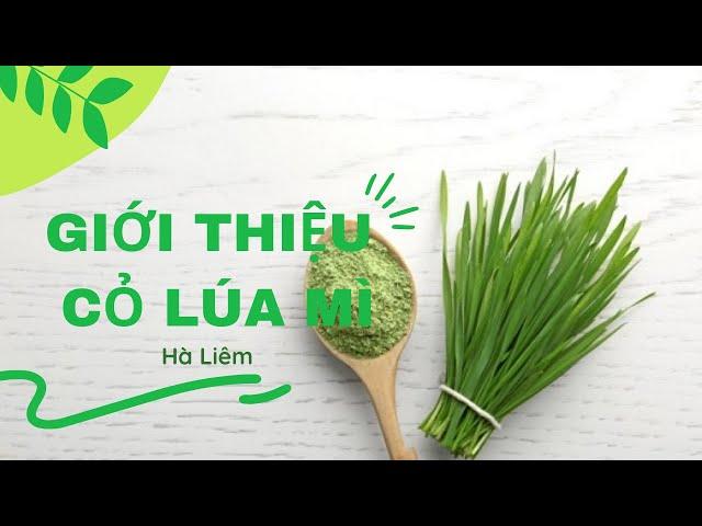 #67. CỎ LÚA MÌ CÓ TÁC DỤNG GÌ - TÁC DỤNG CỦA CỎ LÚA MÌ BLISSFOOD STORE