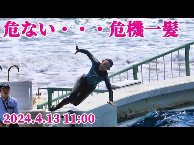 あわや事故・・・トレーナーさん危機一髪 鴨川シーワールド シャチショー KamogawaSeaWorld  orca killerwhale