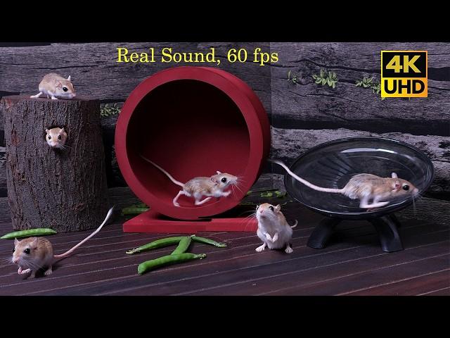 Cat TV Games Mice Hide & Seek real Show That Drive CATS Wild 4K 60fps