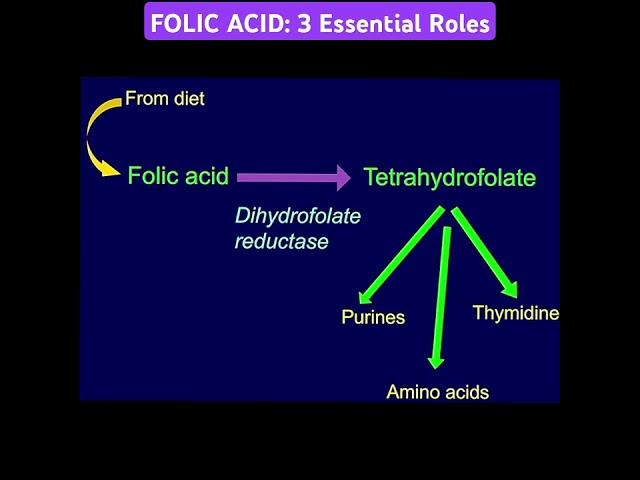 FOLIC ACID: 3 Essential Roles @Metabolism Made Easy
