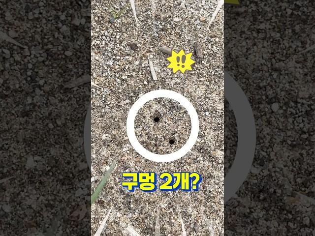 [다살이] 요기 구멍에서는 뭐가 살고 있을까요?? 작은 모래 구멍도 이유가 있습니다.