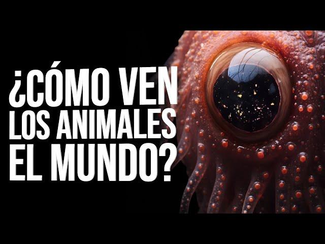 Animales Con Una Visión Inusual