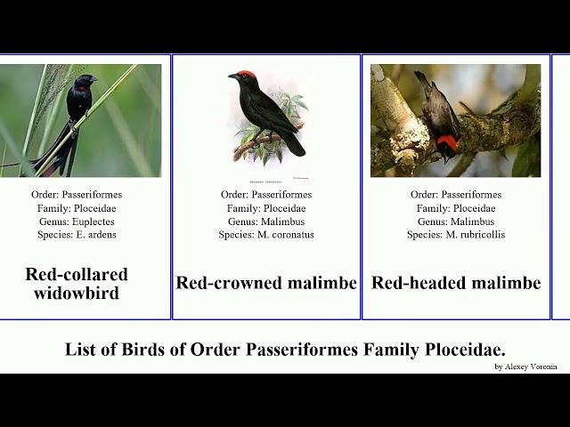 Birds of Order Passeriformes Family Ploceidae weaver bishop malimbe widowbird masked