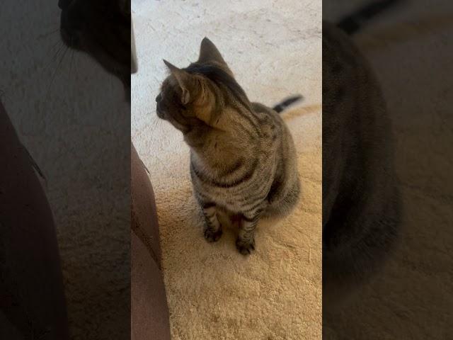  #cats #shorts