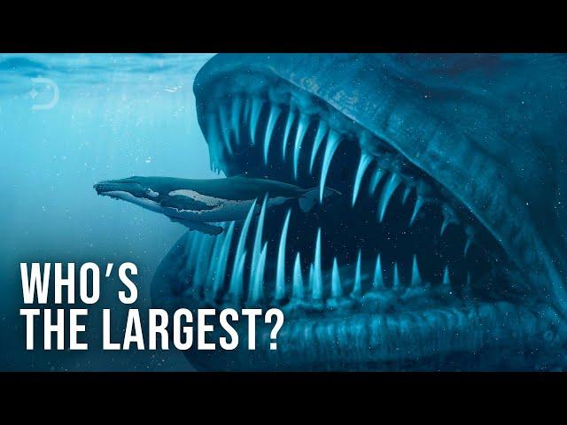 Largest Animals To Ever Exist On Earth. Size Comparison (PART 2)